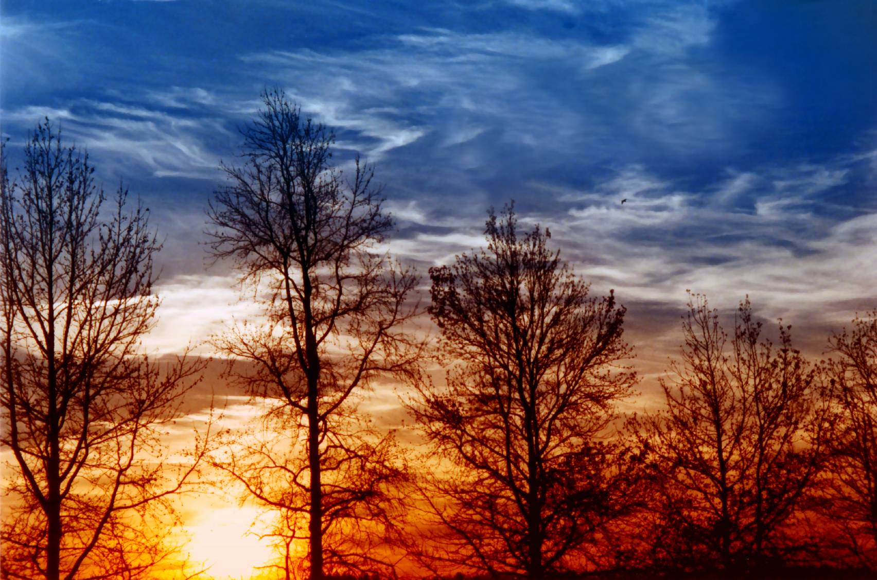 Winter Trees and Sunset